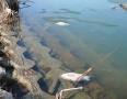 Zaujimavosti - V Michalovciach vyplavilo uhynuté ryby - P1190281.JPG