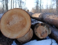 Samospráva - MICHALOVCE: Bielu horu mení výrub stromov - 4.JPG