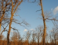Samospráva - MICHALOVCE: Bielu horu mení výrub stromov - 6.JPG