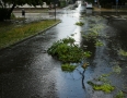 Samospráva - Michalovcami sa prehnala ničivá búrka!!! Pozrite si fotky a video - P1290639.JPG