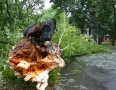 Samospráva - Michalovcami sa prehnala ničivá búrka!!! Pozrite si fotky a video - P1290646.JPG