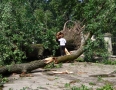 Samospráva - BÚRKA: Pri múzeu a kostole popadali obrovské stromy - P1200553.JPG