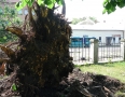 Samospráva - BÚRKA: Pri múzeu a kostole popadali obrovské stromy - P1200556.JPG