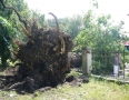 Samospráva - BÚRKA: Pri múzeu a kostole popadali obrovské stromy - P1200557.JPG