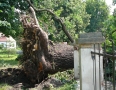 Samospráva - BÚRKA: Pri múzeu a kostole popadali obrovské stromy - P1200558.JPG