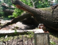Samospráva - BÚRKA: Pri múzeu a kostole popadali obrovské stromy - P1200559.JPG