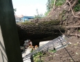 Samospráva - BÚRKA: Pri múzeu a kostole popadali obrovské stromy - P1200561.JPG