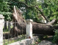 Samospráva - BÚRKA: Pri múzeu a kostole popadali obrovské stromy - P1200572.JPG