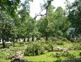 Samospráva - BÚRKA: Pri múzeu a kostole popadali obrovské stromy - P1200574.JPG