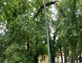 Samospráva - BÚRKA: Pri múzeu a kostole popadali obrovské stromy - P1200583.JPG