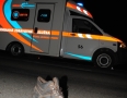 Krimi - MICHALOVCE: Vážna nehoda chodca s kamiónom   - 18.JPG