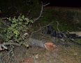 Krimi - BRUTÁLNA NEHODA: Vodič narazil do stromu. Auto sa viackrát prevrátilo - DSC_1684.jpg