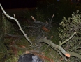 Krimi - BRUTÁLNA NEHODA: Vodič narazil do stromu. Auto sa viackrát prevrátilo - DSC_1685.jpg