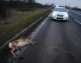 Krimi - Michalovčanka mala pri zrážke so srnou šťastie v nešťastí - 10.JPG