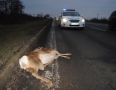Krimi - Michalovčanka mala pri zrážke so srnou šťastie v nešťastí - 3.JPG