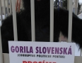 Zaujimavosti - Michalovčania sa fotili s Gorilou v centre mesta - 14.JPG