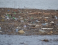 Zaujimavosti - Šíravu opäť zaplavili tony odpadu. Pozrite si fotky z vodnej nádrže - 32.JPG