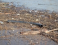 Zaujimavosti - Šíravu opäť zaplavili tony odpadu. Pozrite si fotky z vodnej nádrže - 5.JPG