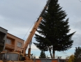 Samospráva - Michalovčania majú rekordný vianočný strom. Meria viac ako 22 metrov - 14.jpg