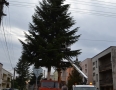 Samospráva - Michalovčania majú rekordný vianočný strom. Meria viac ako 22 metrov - 7.jpg