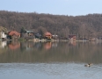 Zaujimavosti - Vinianske jazero obsadili tisícky žiab. Pozrite si fotky - DSC_7494.JPG