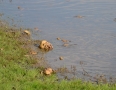 Zaujimavosti - Vinianske jazero obsadili tisícky žiab. Pozrite si fotky - DSC_7500.JPG