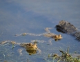 Zaujimavosti - Vinianske jazero obsadili tisícky žiab. Pozrite si fotky - DSC_7505.JPG