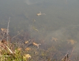 Zaujimavosti - Vinianske jazero obsadili tisícky žiab. Pozrite si fotky - DSC_7507.JPG