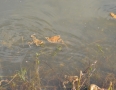 Zaujimavosti - Vinianske jazero obsadili tisícky žiab. Pozrite si fotky - DSC_7508.JPG