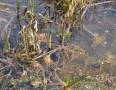 Zaujimavosti - Vinianske jazero obsadili tisícky žiab. Pozrite si fotky - DSC_7509.JPG