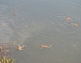 Zaujimavosti - Vinianske jazero obsadili tisícky žiab. Pozrite si fotky - DSC_7513.JPG