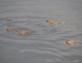 Zaujimavosti - Vinianske jazero obsadili tisícky žiab. Pozrite si fotky - DSC_7514.JPG