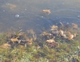 Zaujimavosti - Vinianske jazero obsadili tisícky žiab. Pozrite si fotky - DSC_7521.JPG