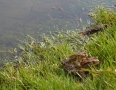 Zaujimavosti - Vinianske jazero obsadili tisícky žiab. Pozrite si fotky - DSC_7523.JPG