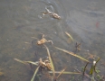 Zaujimavosti - Vinianske jazero obsadili tisícky žiab. Pozrite si fotky - DSC_7538.JPG