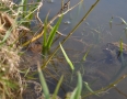 Zaujimavosti - Vinianske jazero obsadili tisícky žiab. Pozrite si fotky - DSC_7540.JPG
