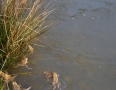 Zaujimavosti - Vinianske jazero obsadili tisícky žiab. Pozrite si fotky - DSC_7541.JPG