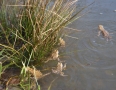 Zaujimavosti - Vinianske jazero obsadili tisícky žiab. Pozrite si fotky - DSC_7542.JPG