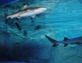 Relax - V centre Michaloviec plávajú živé žraloky !!! - 1.JPG