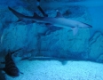Relax - V centre Michaloviec plávajú živé žraloky !!! - 12.JPG