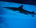 Relax - V centre Michaloviec plávajú živé žraloky !!! - 13.JPG