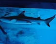 Relax - V centre Michaloviec plávajú živé žraloky !!! - 14.JPG