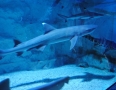 Relax - V centre Michaloviec plávajú živé žraloky !!! - 17.JPG