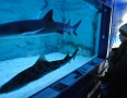 Relax - V centre Michaloviec plávajú živé žraloky !!! - 18.JPG
