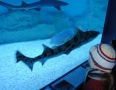 Relax - V centre Michaloviec plávajú živé žraloky !!! - 2.JPG