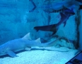 Relax - V centre Michaloviec plávajú živé žraloky !!! - 20.JPG