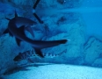 Relax - V centre Michaloviec plávajú živé žraloky !!! - 4.JPG