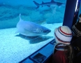 Relax - V centre Michaloviec plávajú živé žraloky !!! - 6.JPG