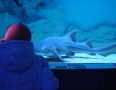 Relax - V centre Michaloviec plávajú živé žraloky !!! - 8.JPG